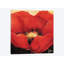 « red beauté i », impression sur toile-29090119-72780971-72780966