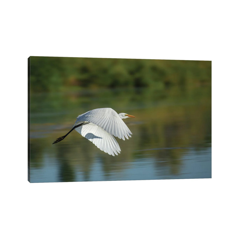Egret In Motion by Louis Ruth - Wrapped Canvas Print, 101.6 cm H x 66.04 cm W x 1.91 cm D