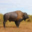 Statue à grande échelle Buffalo of the Great Plains