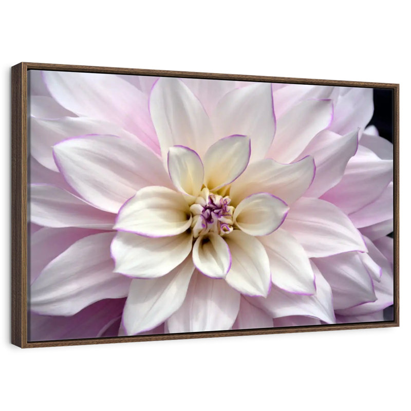 Dahlia blanc et mauve, 25 po x 17 po, Cadre flottant en noyer