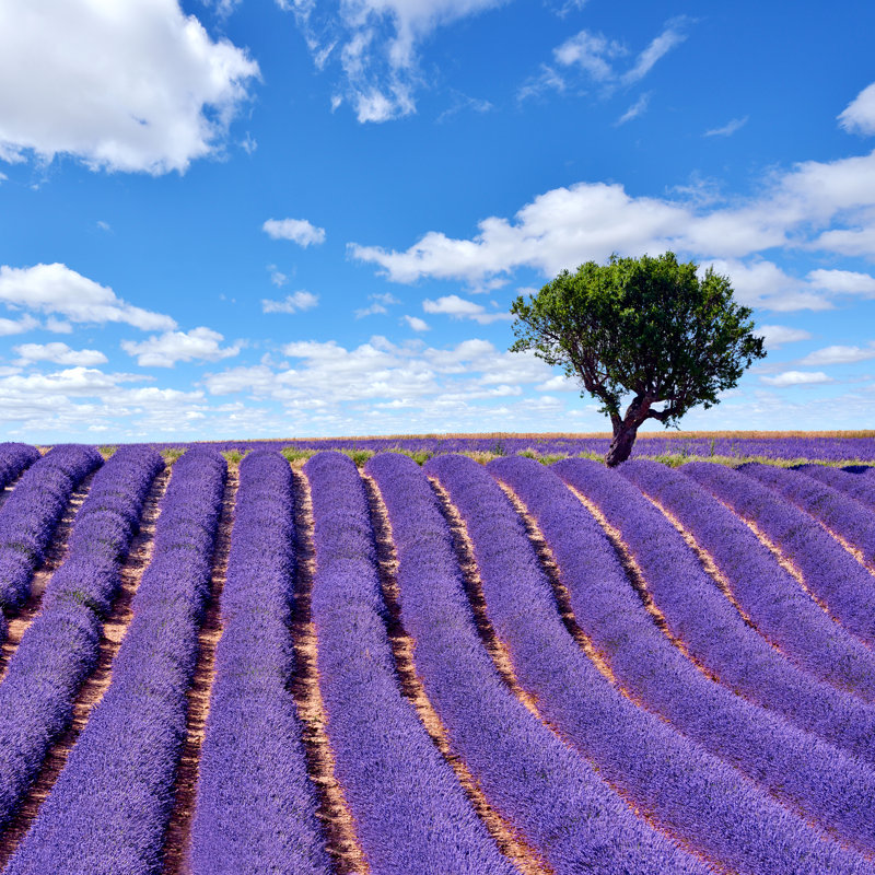 Lavender Fields by Zorazhuang - Wrapped Canvas Print, 122cm H x 122cm W x 3.8cm D