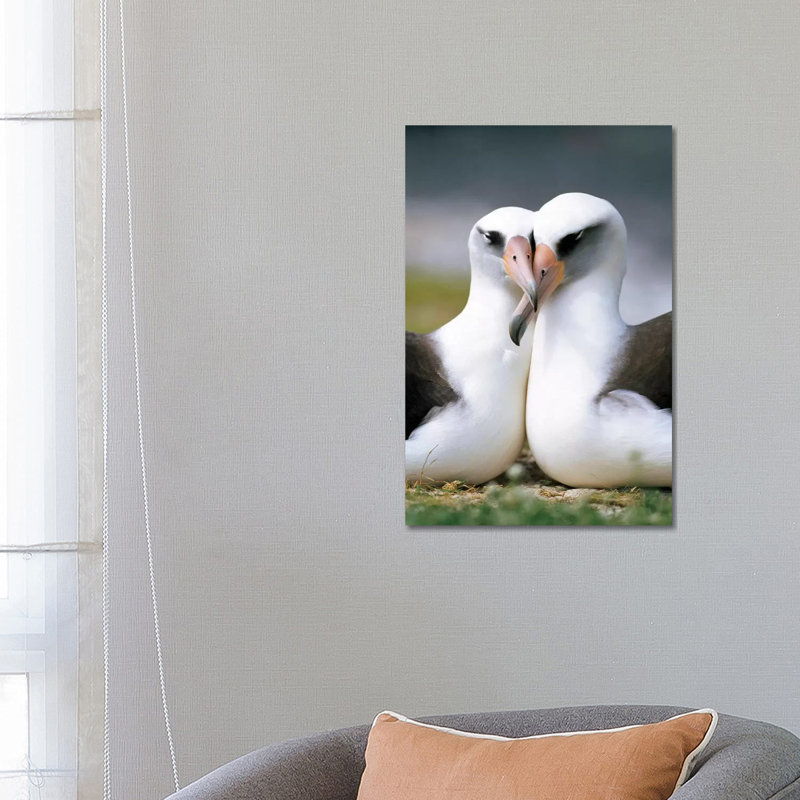 Laysan Albatross Pair Bonding, Midway Atoll, Hawaii II 1 Piece Wrapped Canvas Wall Art, 66.04 cm H x 45.72 cm W x 3.175 cm D