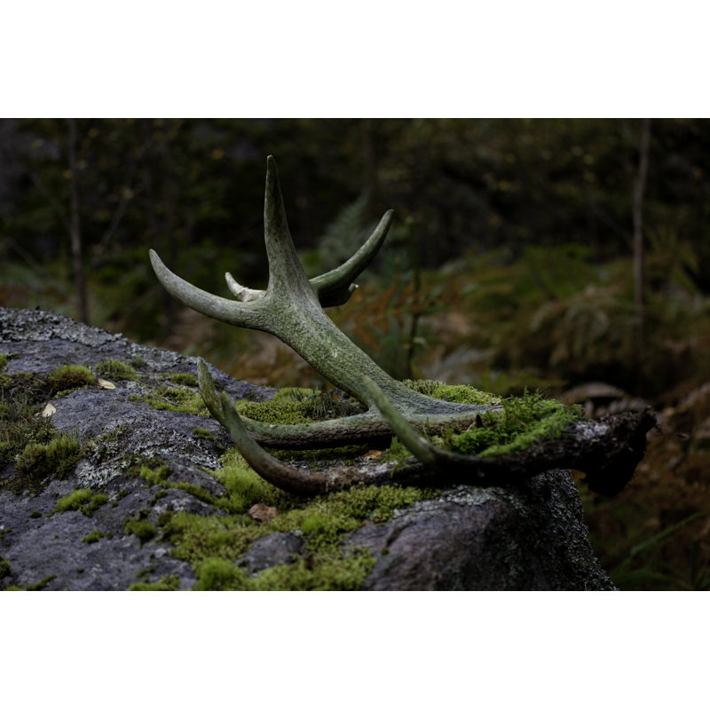 Abandoned Antlers by Thomasmales - Wrapped Canvas Print, 30cm H x 46cm W