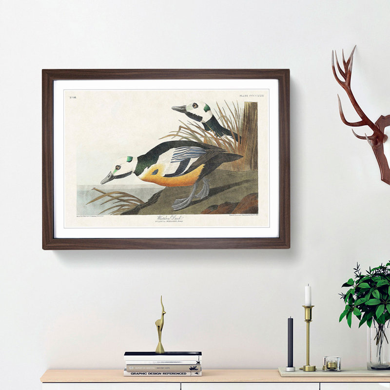 Western Ducks by John James Audubon - Picture Frame Painting Print, 36cm H x 48cm W x 2cm D, Walnut Framed