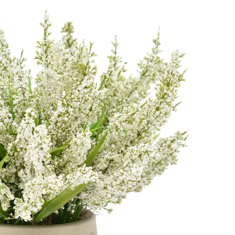 Ferdinand Heather en pot, Blanc doux