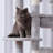 Cat Tree-98934555-98934556