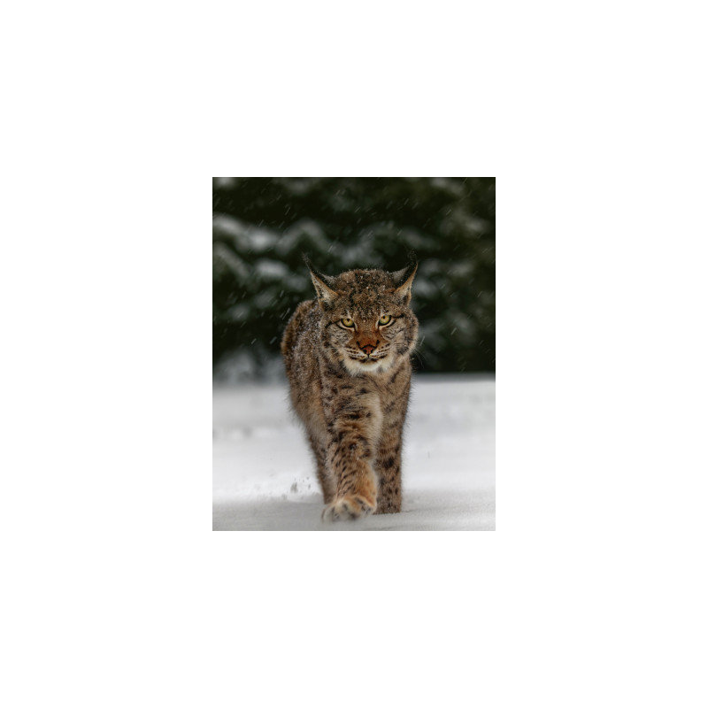Wrapped Canvas Print, 50.8cm H x 76.2cm W
