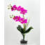 Double orchidée phalaenopsis, arrangement floral-103109824