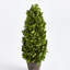 Alby Faux Plant-627489288