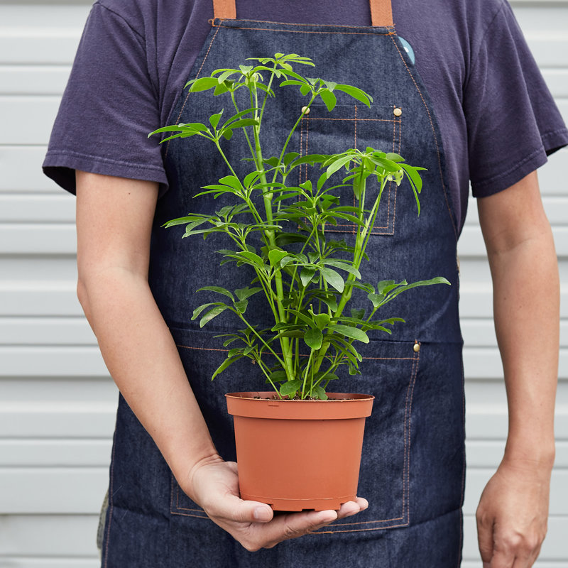 House Plant Shop Live Foliage Plant Low Maintenance Plant Rattan