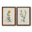 Toile encadrée de qualité supérieure Traditional Botanical III - prête à être accrochée-167555281-167555280