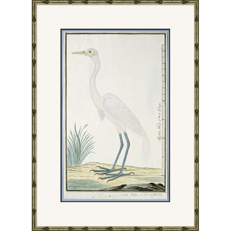 Bird Drawings, Circa 1777 Giclee Print