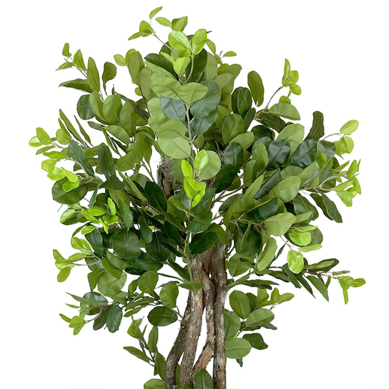 Green Ficus in Beige Bamboo Planter