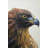 Brown-Headed Eagle Print On Canvas