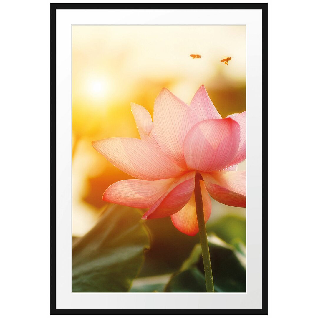 Gerahmtes Poster Lotus im Abendlicht