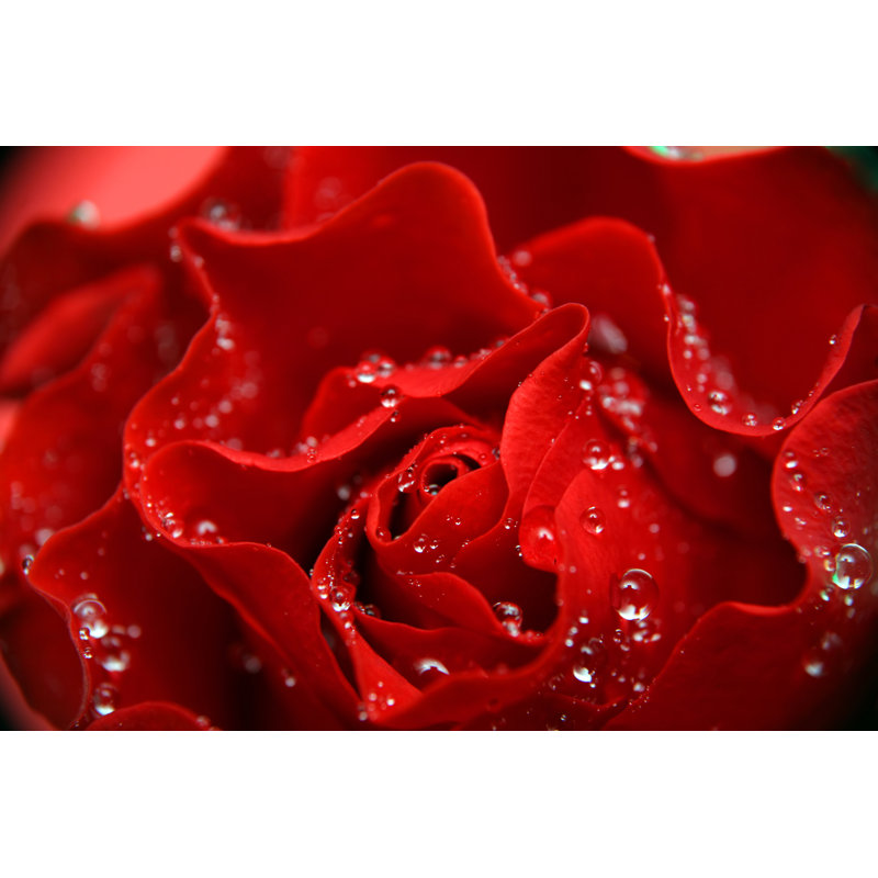 Petals Of Rose And Drops - Wrapped Canvas Print, 30cm H x 46cm W x 3.8cm D