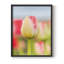 «Twotone Tulip», reproduction encadrée - bois massif-1089964927-1089964924