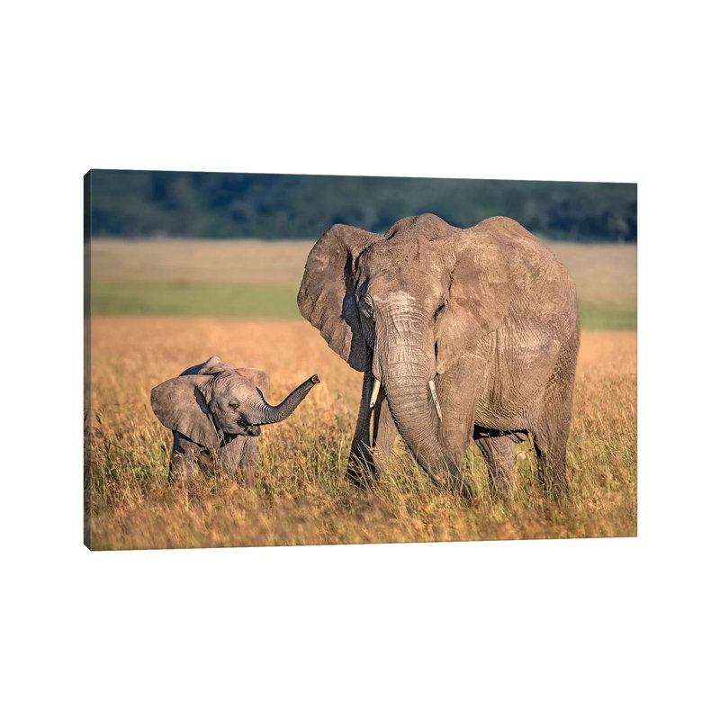 Mom Elephant With Calf by Xavier Ortega - Wrapped Canvas Gallery-Wrapped Canvas Giclée, 20.32 cm H x 30.48 cm W