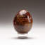 Petrified Wood Egg-124930745-124930765