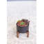 Succulent dans un pot-29552760