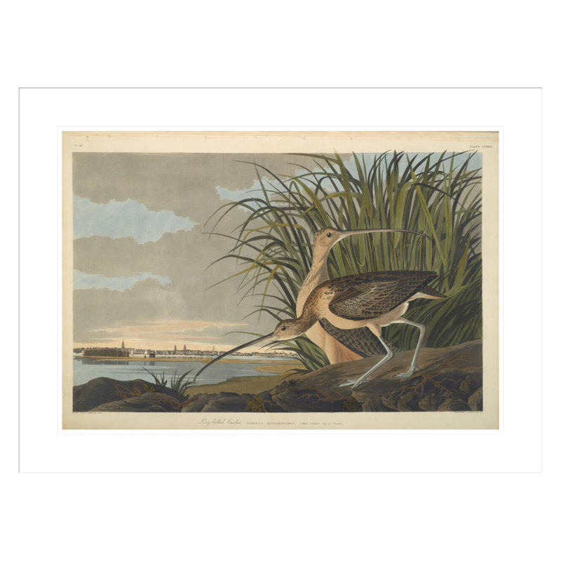 Courlis à long bec des oiseaux d'Amérique de 1827 à 1838 par John James Audubon, impression giclée sur cadre