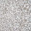 Carreau de sol et de mur en porcelaine de 9 po à aspect terrazzo de Jurassic Hex (8,07 pieds carrés / caisse)-53420317