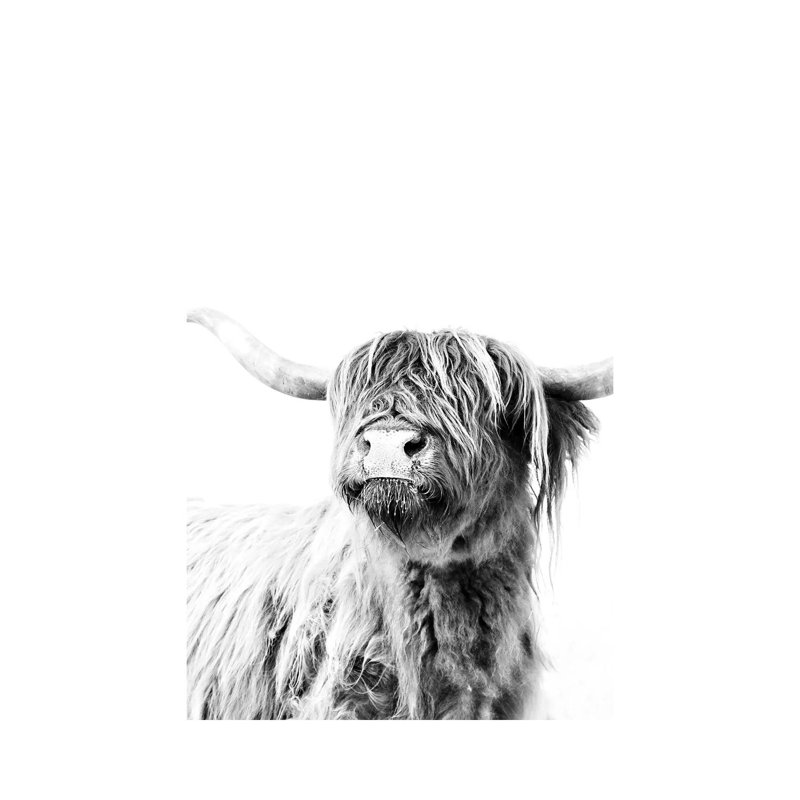 Highland Cattle Frida II by Monika Strigel - Wrapped Canvas Print, 101.6 cm H x 66.04 cm W x 1.91 cm D