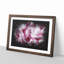 Beautiful Pink Carnation Petals - Single Picture Frame Print on MDF-56891497-56891496