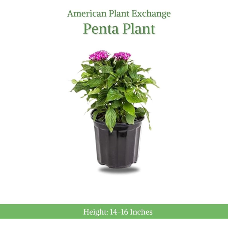Dwarf Penta Purple Flowering Plant in 6-Inch Pot