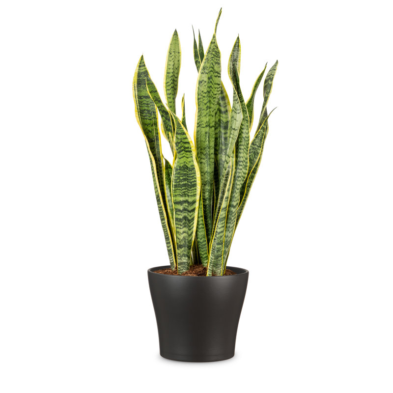 Pot à fleurs d'intérieur Scheurich 808, H 6,25 po x l 7,5 po x P 7,5 po, Noir, 2