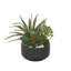 Faux Cactus Succulent in Pot