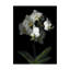 «Mini White Orchids» par Dosta, impression sur toile tendue-29227264