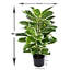 107cm Plant