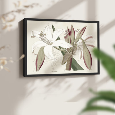 Amaryllis Varietals II - Reproduction encadrée - Restickable