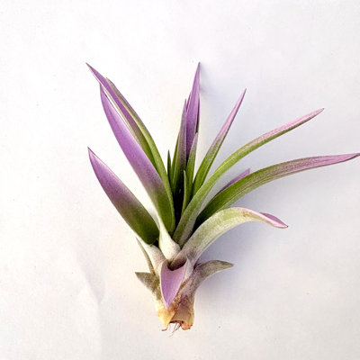 Air Plant Velutina Turquoise 3"-4" — Primary color: Turquoise