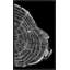 Silver Tree Ring Diptych B Print
