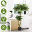 Longue verdure artificielle ornementale - 160 cm Atterrissage à la maison Fleur articles décoratifs complexes Système de racines imbriquées Tough Leaves 1Pcs / plante ornements décor cadre réaliste flexible
