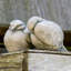 Duet Statue-13916402