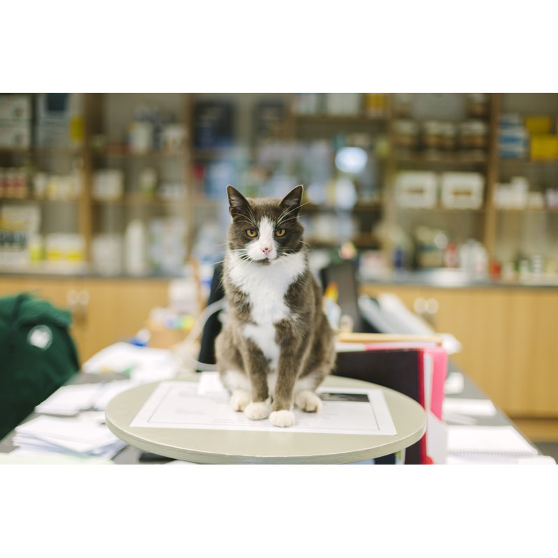 Chat d'hôpital pour animaux de compagnie par Urbancow, H 12 po x l 18 po