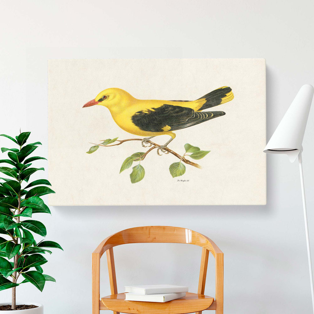Eurasian Golden Oriole by Von Wright - Wrapped Canvas