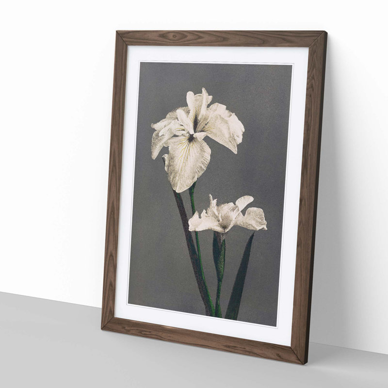 White Iris Flower by Kazumasa Ogawa - Picture Frame Art Prints, 48cm H x 36cm W x 2cm D, Walnut Framed