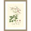 «Small Blush Pink Florals No. 9» par John Miller, reproduction d'art encadrée sur bois
