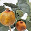Véritables bouquets mélangés d'eucalyptus préservés - mélange de 12 - grand-994117521