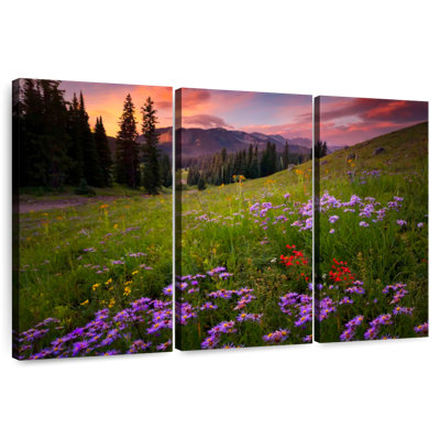 Alvord Rocky Mountains Wildflowers