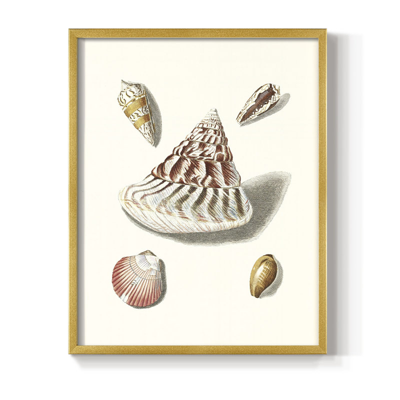" Pastel Knorr Shells VII ", 15" H x 12" W, Gold