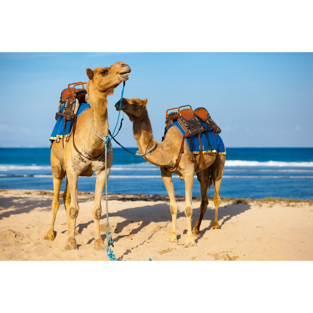 Zwei Kamele bereit zum Reiten am Strand - Leinwandbild