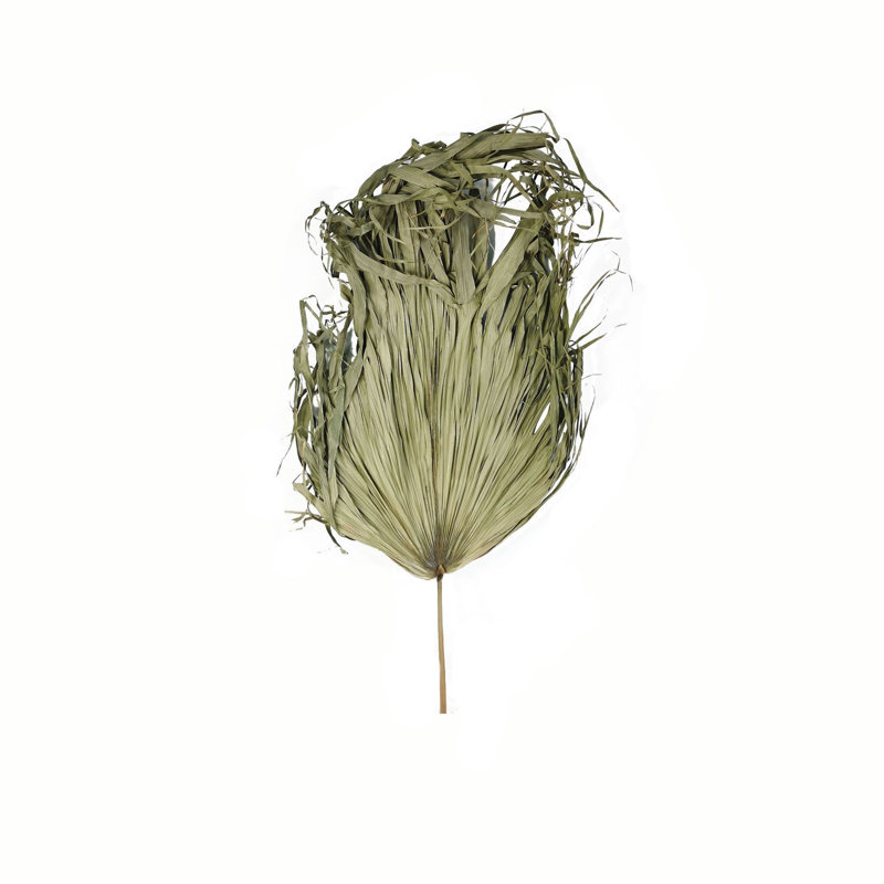Anastasija Arrangement