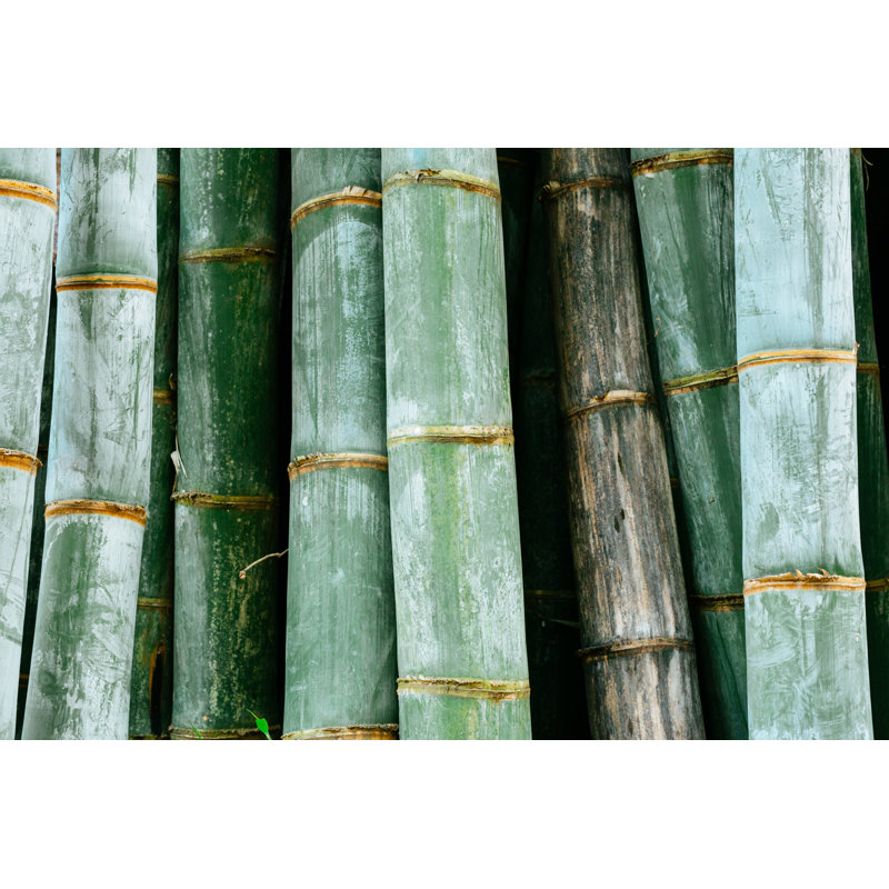 Bamboo Stems by Danilovi - Wrapped Canvas Print, 61cm H x 91cm W