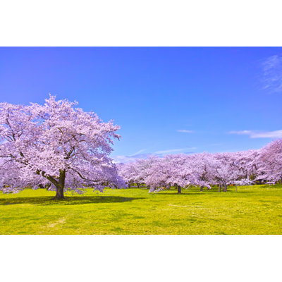 Cherry Tree In Full Bloom by 7Maru - Wrapped Canvas Print