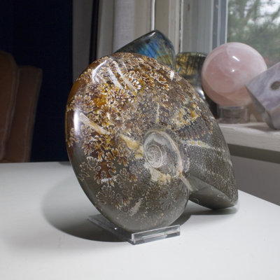 Grande coquille d'ammonite polie Alixs